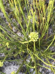 Thesium spicatum