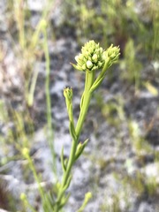 Thesium spicatum
