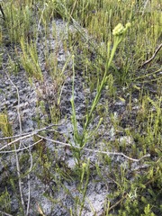 Thesium spicatum