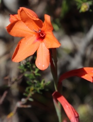 Watsonia stenosiphon
