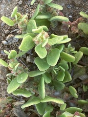 Tetragonia microptera