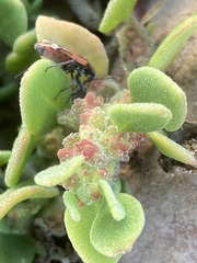 Tetragonia microptera