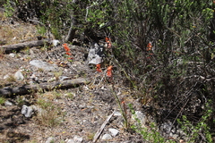 Watsonia stenosiphon