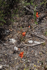 Watsonia stenosiphon