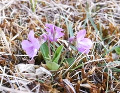 Viola gmeliniana