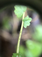 Filipendula