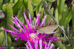 Gegenes pumilio gambica