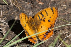 Catacroptera cloanthe cloanthe