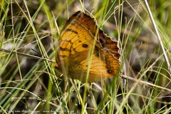Catacroptera cloanthe cloanthe
