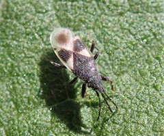 Oxycarenus luctuosus