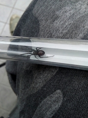 Steatoda grossa