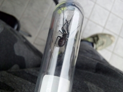 Steatoda grossa