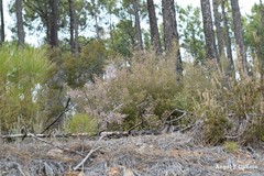 Erica australis