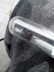 Steatoda grossa