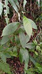 Decaneuropsis gratiosa