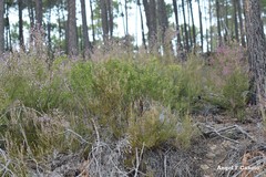 Erica australis