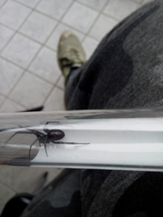 Steatoda grossa