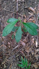 Decaneuropsis gratiosa