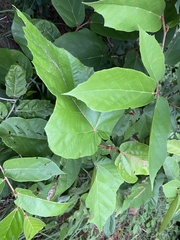 Pterospermum xylocarpum