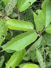 Pterospermum xylocarpum