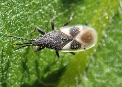 Oxycarenus luctuosus
