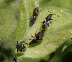 Oxycarenus luctuosus