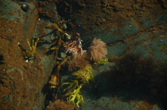 Chondrus crispus