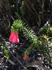 Darwinia