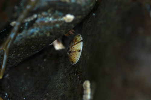 Tortoiseshell Limpet