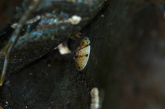 Testudinalia testudinalis