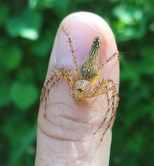 Hamadruas hieroglyphica