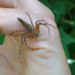 Hamadruas hieroglyphica