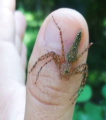 Hamadruas hieroglyphica