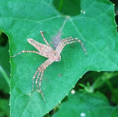 Hamadruas hieroglyphica