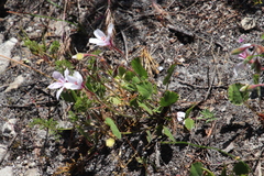 Pelargonium elegans