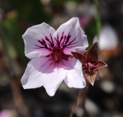 Pelargonium elegans