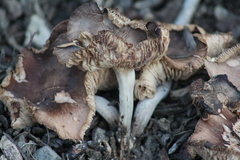 Agaricales