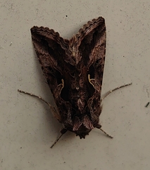 Autographa gamma