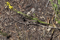 Cyanella lutea lutea