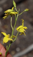 Cyanella lutea lutea
