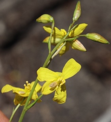 Cyanella lutea lutea