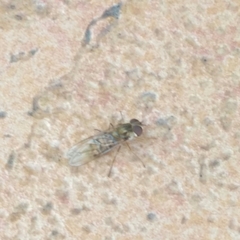 Episyrphus balteatus
