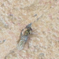 Episyrphus balteatus