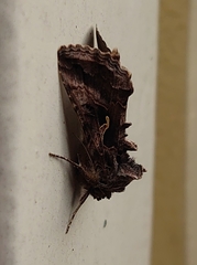 Autographa gamma