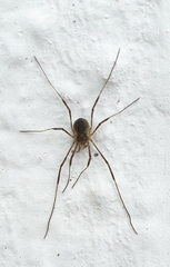 Oligolophus hanseni