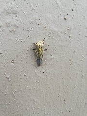 Ptyelus grossus