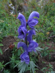 Aconitum glandulosum