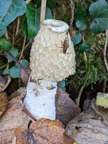 common stinkhorn