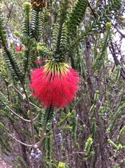 Melaleuca transversa