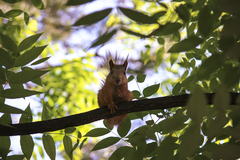 Sciurus vulgaris